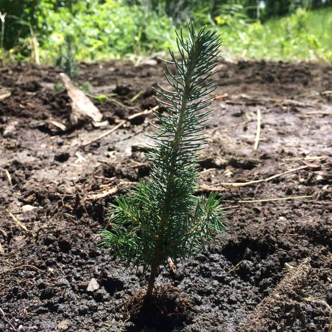 Volunteers planting trees